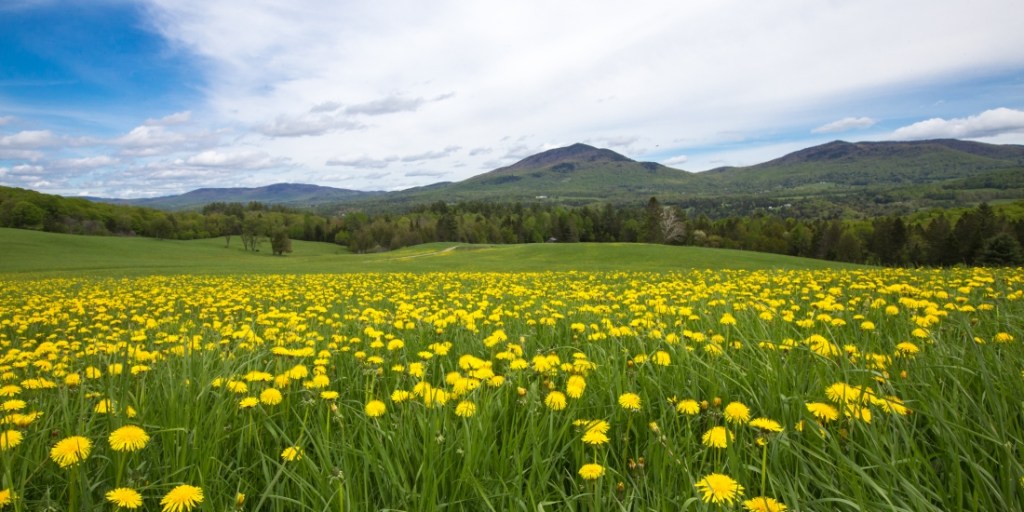 flower field by the course, looking out to the mountains